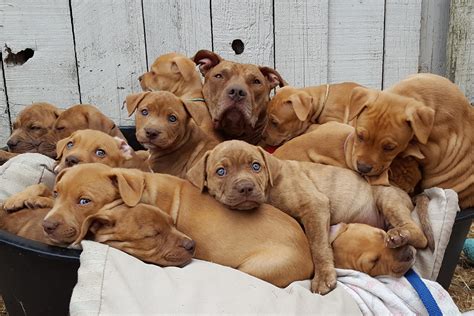 Rescue Dogs & Puppies in the UK 